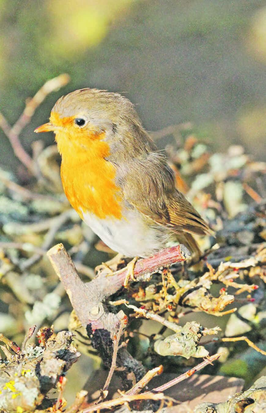 Vogelfrei wie ein Rotkehlchen Wynentaler Blatt