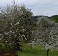 Trotz dunkler Wolken – die Obstbäume standen in voller Blüte