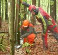 Arbeiten im Wald