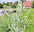 In der Landwirtschaft ist sie im Weg, hier darf sie prächtig gedeihen. Diese Eselsdistel zieht Bienen, Wespen und Schmetterlinge an und kann im zweiten Jahr bis 3 Meter hoch werden.