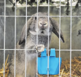 Zeigten sich von ihrer besten Seite: Die Kaninchen an der Kleintierausstellung eroberten die Herzen der Besucherinnen und Besucher. (Bilder: Melanie Köchli)