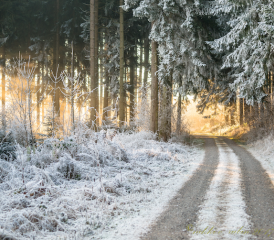 Bevor der Schnee das Oberwynental erreichte, gab es dennoch eine Art «weisse Weihnachten»: Der Nebel belegt das Geäst mit Raureif und lässt den Betrachter ein Naturschauspiel bewundern. (Bilder: Dominique Rubin)