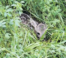 Ein Reh im hohen Gras (Bild: zVg.)