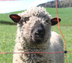 Mucki (Bild: Remo Conoci)