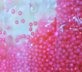 Felchenlaich im «Himbeersirup»: Rund 30 Millionen Eier wurden eingefärbt.