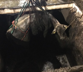 Gerettet! Nach einem vierstündigen Einsatz konnte die Mutterkuh doch noch lebend aus der Jauchegrube gerettet werden. (Bild: zVg.)