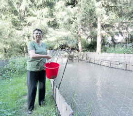 Eingebettet in lauschiger Umgebung: Susanne Flückiger bei der Fütterung der Forellen, bei einem der neunWeiher.Ihre Zucht hat das Unwetter fast schadlos überlebt. (Bild: rc.)