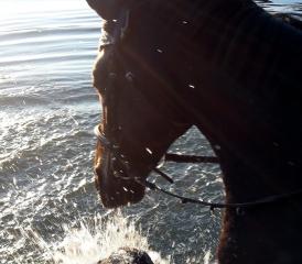 Jedem Tierchen sein Hitze-Pläsierchen …