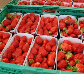 Süsser und frischer geht es kaum noch – die Erdbeeren aus dem Suhrental