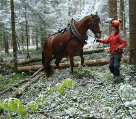 Holzrücken im Wald: In unwegsamem Gelände macht der Pferdeeinsatz durchaus Sinn. (Bild: zVg.)