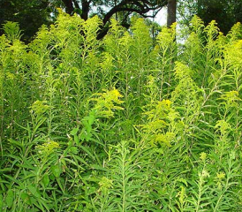 Goldruten sin invasive Organismen