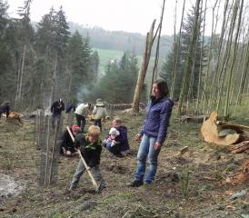 Bäumlipflanzen im Einschlag Oberkulm