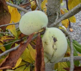 Sie sind süss, schmecken nach Banane-Kiwi-Mango-Vanille und wachsen hier