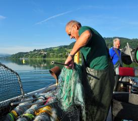 Hallwilersee: Die Netze werden eingezogen.