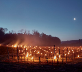 Rebberg mit Frostkerzen