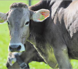 Noch ist nicht klar, wer die Kosten übernehmen muss: Stirbt eine Kuh zum Beispiel an einer Euterentzündung, darf sie nicht geschlachtet werden, auch wenn es sich dabei nicht um eine Seuche handelt. (Bild: rc.)