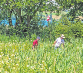 Während im Hintergrund die Segler ihren Spinnacker setzen, schleppen die Männer und Frauen des Ruderclubs Hallwilersee und des LSVH das gemähte Material aus dem Schilf. (Bilder: zVg.)