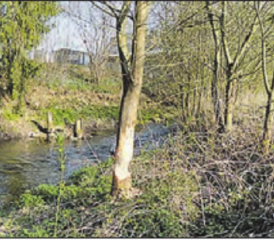 Willkommen am Familientag: Spuren der Biber und Fischotter verheissen einen spannenden Anlass in der Natur. (Bild: zVg.)