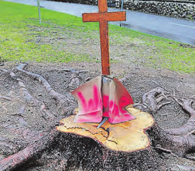 Kleiner Aufreger am Morgen des Heiligabends: Beim Hauptaufgang zur reformierten Kirche Menziken mahnten zwei kleine Grabkreuze an die umgesägten Fichten – und wurden umgehend entfernt. (Bilder: msu.)