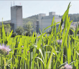 Grün oder grau? Über die Teiländerung der Nutzungsplanung Mühleareal/ Hegmatte entscheidet das Volk frühestens im Jahr 2021. (Bild: rc.)
