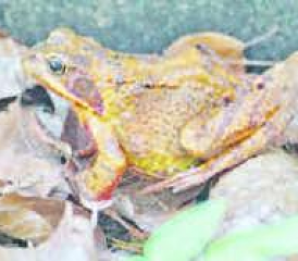 Grasfrosch: Ein Weibchen vor der Eiablage. (Bild: eh.)