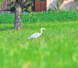 Der Fischreiher war den Fischern immer ein Dorn im Auge. Heute ist er bei Landwirten als Mäusejäger willkommen. Und wenn er sich nicht in eine Fischzucht verirrt, dürfte das prächtige Tier auch an der Wyne willkommen sein. (Bild: rc.)