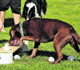 Konzentrierte Anweisungen: Aufgabe: «Entchen schubsen» (Bild dr.)