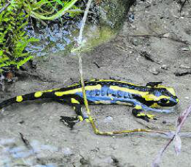 Ein Feuersalamander im Zeiseltelbächli. (Bild: Monika Schoch)