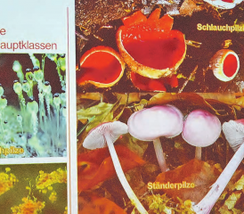 Unwahrscheinlich vielfältig und farbig: Die Welt der Pilze dürfte weiterhin für viele ein grosses Geheimnis bleiben. (Bild: zVg.)