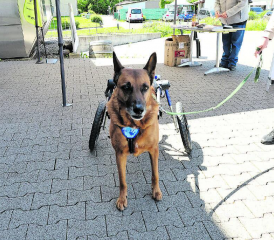 Dank des Rollstuhls erhält der Hund die Lebensqualität, um sich selbständig und frei bewegen zu können. (Bilder: dr.)