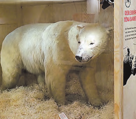 Was es mit dem Eisbär im Naturama Aargau auf sich hat, erfahren die Besucher der neuen Sonderausstellung «FRAGILE – gesammelt, gejagt, erforscht». (Bild: zVg.)