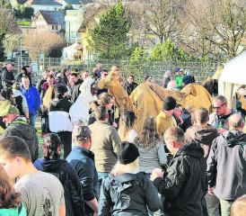 Lebendige Tradition: Hunderte Gäste freuten sich die stürmische Umarmung der Bärzeli in Hallwil. (Bilder:grh)