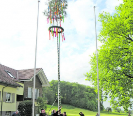 Um die zehn Meter lange Tanne auszurichten, benötigte es nicht nur Kraft, sondern auch ein geschultes Auge. (Bilder: jaf.)
