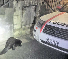 Er hätte sich am Bahnhof kaum wohl gefühlt: Der an der Bahnhofstrasse in Menziken eingefangene und in die Wyna zurückgesetzte Biber. (Bilder: repol)