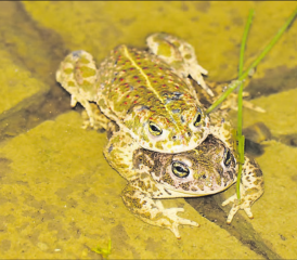 Ein Kreuzkröten-Pärchen mit der typischen olivfarbenen Marmorierung, den roten Warzen auf dem Rücken und der gelben Rückenlinie. (Bilder: zVg.)
