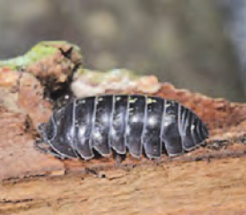 Asseln, Hundert- und Tausendfüsser gehören zur grossen Gruppe (=Stamm) der Gliederfüsser.
(Bilder: zVg.)