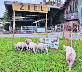 Sauglatte Rennen sind garantiert: Gesucht wird am kommenden Sonntag auf dem Hof von Andrea und Lukas Gautschi das schnellste Gontenschwiler Säuli. (Bild: zVg.)