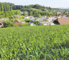 Die Bauparzellen Bodenacker: Sie könnten durch Verkauf und Erschliessung neues (Steuer-)Geld in die Gemeindekasse spülen. (Archivbild: rc.)