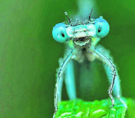 Die Aarauer Filmtage 2023 geben auch Einblicke in das manchmal seltsame und erstaunliche Leben von Insekten. (Bild: zVg.)