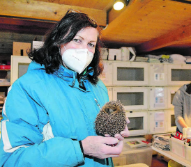 Danielle Lenzin kümmert sich in der Igelstation in Oberentfelden um einen der jüngsten Patienten. (Bild: KF)