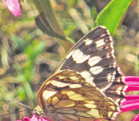 Kleine Farbtupfer und Wunder der Natur: Hier ein Schachbrettfalter in einem Beinwiler Garten auf der «Pirsch». (Bild: Eduard Schmid)