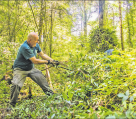 Manchmal hilft nur rohe Gewalt. Hier geht es am Aktionstag des NVR Henrys Geissblatt an den Kragen, eine teilweise verholzte, immergrüne Pflanze mit bis zu 10 m langen Trieben. (Bilder: zVg.)