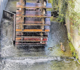 Planschen in riskantem Umfeld – die Entenmama lässt ihr Junges neben dem Wasserrad der Mühle beim Schloss Hallwyl vorerst gewähren. (Bild: mars.)