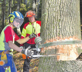Ein Baum wird gefällt: Der angehende Forstwart Andreas Herzig (li.) bei den letzten Vorbereitungen. (Bilder: P.Te.)