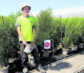 Marc Waser präsentiert die eigene Federbäumchem-Produktion bei der Huplant Pflanzenkulturen AG in Hirschthal. Noch bis Ende August gibt es 50 Prozent Rabatt. (Bild: rc.)