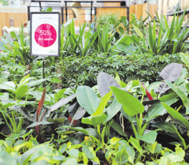 50 Prozent Rabatt auf alle Grünpflanzen: Mit Hilfe der Huplant in Hirschthal kann man sich das Zuhause günstig und gemütlich einrichten. (Bild: rc.)