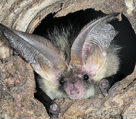 Das Braune Langohr kann im Michelsamt noch regelmässig beobachtet werden. (Bild: zVg.)