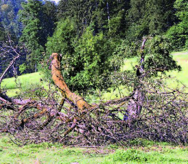 Ein trauriges Häufchen Elend: Wenigstens die Kühe konnten noch ein paar unreife Äpfel naschen, aber demnächst wird vom einst stolzen Hochstämmer nichts mehr übrig sein. (Bilder: st.)