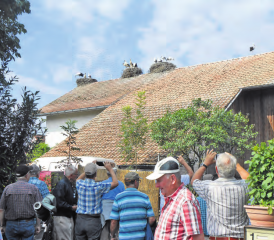 Reine Männersache: Der Seener-Männerstamm machte sich auf eine Exkursion zu den Störchen in Altreu. (Bild: zVg.)