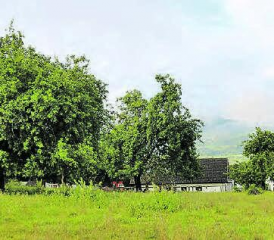 Gebiet Mairüti in Zetzwil: Gegen die an der Gmeind beschlossene Auszonung wird das Referendum ergriffen. (Bild: zVg.)